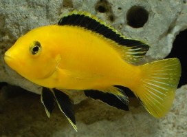 Labidochromis Caeruleus Yellow 